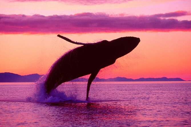 Whale Watching & Limón Waterfall Day Trip - Why Samaná Bay is the main event