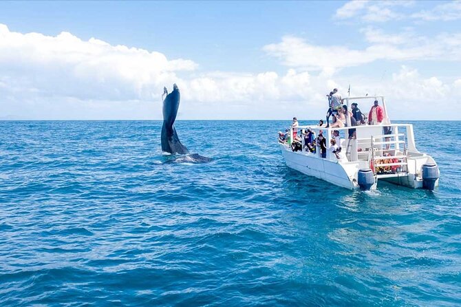 Whale Watching Tour in Samana - Samaná Bay puts the whales first