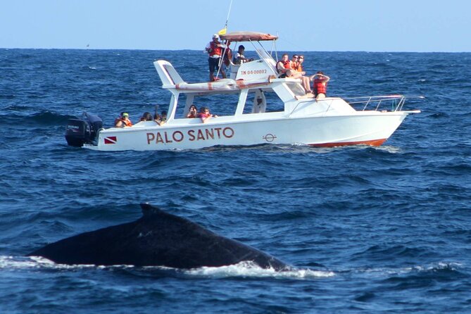 Whale Watching Tour in Samana - Papa George adds a human touch