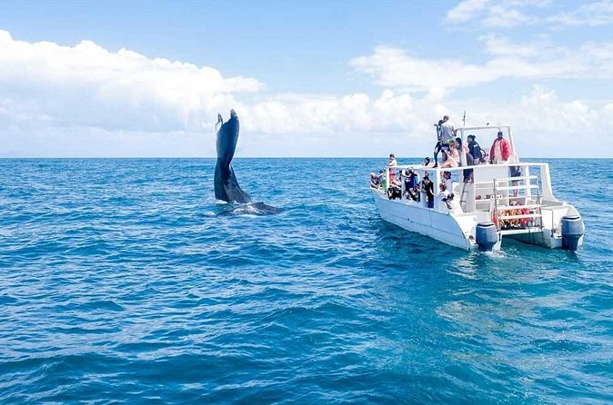 Whale Watching Tour in Samana - Delays deserve serious attention