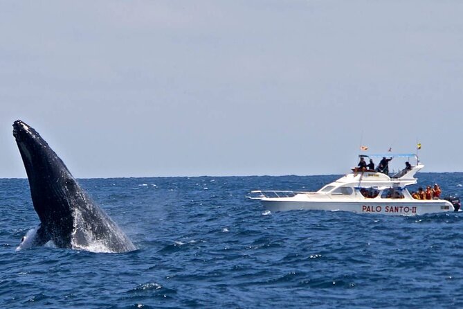 Whale Watching Tour in Samana - Weather can change the plan