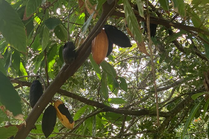 Zip line with 7 waterfall - Fruit, cigars, mamajuana, and gift shopping